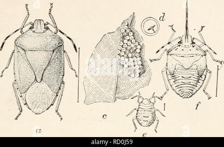 . Entomologia elementare. Gli insetti. Il vero bug nel loro caso, - - da qui il nome. Essi hanno la testa piccola con ampio, importanti sulle spalle e la grande, triangolare scutellum occupa t. Fir.. 153. Il soldato verde-bug hilaris}. (Ingrandita), Adulti : /', becco ; c, uova ; d, singolo uovo ; &lt;?, giovane Ninfa ; /, ultima tappa della ninfa. (Dopo Chittenden, Reparto di Stati Uniti dell'Agricoltura) il centro della schiena tra le ali, che sono arrotondati in corrispondenza della punta dell'addome, dando tutto il corpo di un caratteristico scudo- aspetto sagomato. A partire da un supporto economico- punto la famiglia è diviso in modo Foto Stock