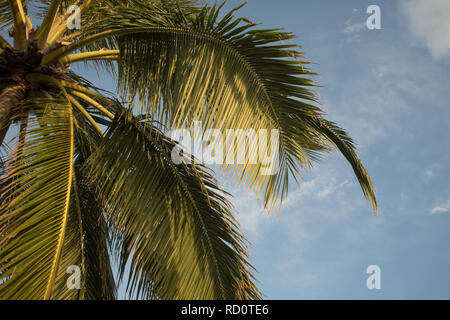 Alberi di Palma contro il cielo, copia spazio sulla destra. Paesaggio tropicale, isola di vacanze Foto Stock