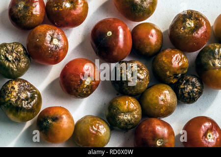 Il vecchio marcio pomodori ciliegia su sfondo bianco dal di sopra Foto Stock