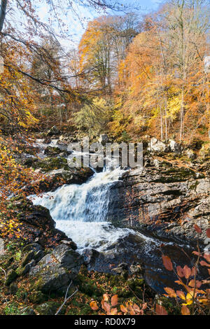 I colori autunnali Royal Deeside, cade di Feugh vicino a Banchory, Aberdeenshire, regione delle Highlands, Scotland Regno Unito Foto Stock