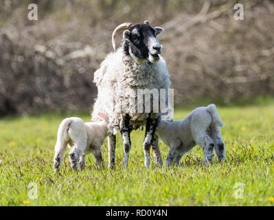 Mother sheep stood in a farmers field on lush green grass feeding her twin baby lambs.  They are suckling from her teets. Foto Stock