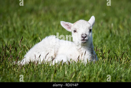 All'aperto Baby agnello sdraiato sul prato di un campo di agricoltori in primavera. Foto Stock