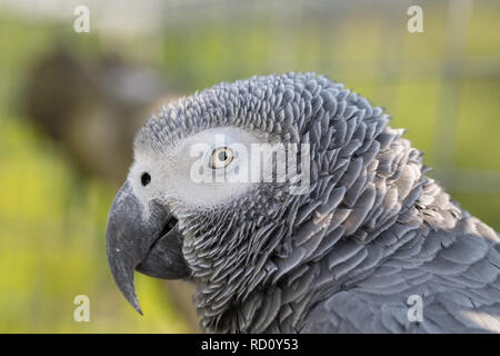 Pappagallo grigio africano al di fuori in una voliera con tenui sfondo verde. In prossimità della sua testa, che mostra una vista di profilo. Foto Stock