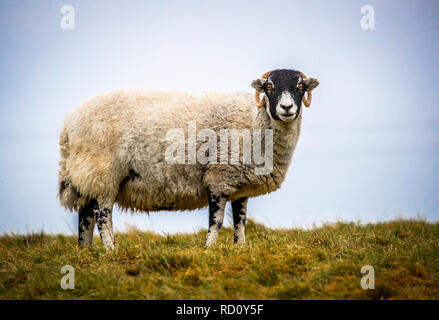 Vista laterale del robusto Swaledale Pecora in piedi in un campo di agricoltori su una giornata uggiosa in Inghilterra. Il pascolo di bestiame su prodotti agricoli terreni agricoli. Foto Stock