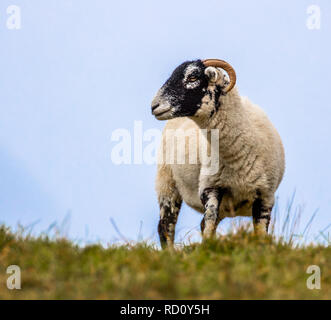 Robusto Swaledale Pecora in piedi in un campo di agricoltori su una giornata uggiosa in Inghilterra. Il pascolo di bestiame su prodotti agricoli terreni agricoli. Foto Stock