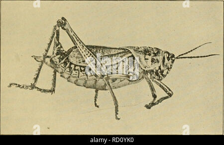 . Entomologia elementare. Entomologia. Ortoterri S3 American Acridium {Schistocara avicricana), è comune, ma raramente diventa abbastanza numerosi per essere gravemente pregiudizievole. Si tratta di uno dei nostri maggiori specie (quasi tre pollici di lunghezza) e rende tanto scompiglio come un piccolo uccello che vola in alto prima di uno. Negli Stati del Golfo e sulle pianure del sud-ovest, si verificano due nostre larg- est specie, noto come la gomma grasshopper e maldestra locust, così chiamato dal loro movimenti maldestri. Entrambi sono a breve alati e non in grado di volare, ma riescono a percorrere notevoli distanze.. Fig. 103. Il sud della gomma g Foto Stock