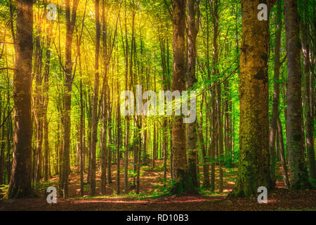 Casentino foreste secolari. Albero Bosco nebbioso o in legno di faggio. Toscana, Italia. Parco Nazionale delle Foreste Casentinesi, Toscana, Italia, Europa Foto Stock