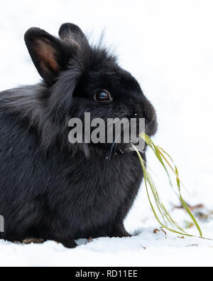 Ritratto di un nero coniglio nano seduto nella neve e mangiare erba Foto Stock