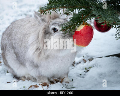 Un White Dwarf Rabbit mangiando un apple appeso a un albero di natale, fuori nella neve Foto Stock