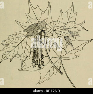 . Elementare di botanica. La botanica. Capitolo XLI. Dicotiledoni ha continuato. Argomento VI : Dicotiledoni con petali distinti e perigynous o epigynous fiori. Molti alberi e arbusti. ^€SCULIN^. 528. Lezione X. La famiglia di acero (aceracese).-La figura 360 rappresenta uno spruzzo di foglie e fiori di zucchero di acero. Fig. 360^. Spray di foglie e fiori di zucchero di acero. (Acer saccharinum), una grande e bella struttura. Le foglie sono opposte e un po' di forma ovale e a forma di cuore, con tre a cinque 273. Si prega di notare che queste immagini vengono estratte dalla pagina sottoposta a scansione di immagini che possono essere state migliorate digitalmente fo Foto Stock