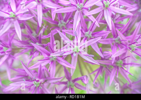Macro viola Allium hollandicum fioritura. Il persiano cipolla o aglio olandese di fiori viola close up. Texture floreali color pastello, soft il fuoco selettivo Foto Stock