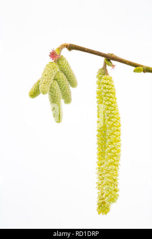 Lungo maschio giallo amenti del nocciolo, Corylus avellana, con il rosso di minuscoli fiori femminili visibili in corrispondenza della loro base. Su uno sfondo bianco Nord Dors Foto Stock