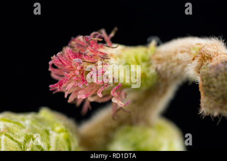 Il piccolo rosso fiori femminili del nocciolo, Corylus avellana, che sono visibili in primavera. Questi fiori untimately formano le nocciole. Il polline gra Foto Stock