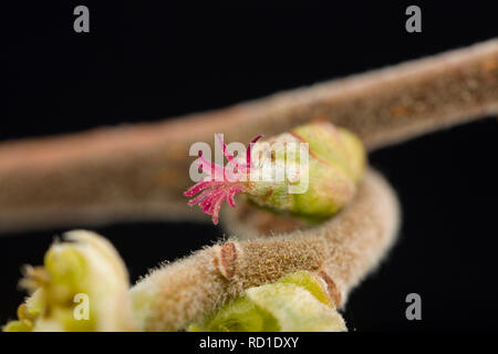 Il piccolo rosso fiori femminili del nocciolo, Corylus avellana, che sono visibili in primavera. Questi fiori untimately formano le nocciole. Il polline gra Foto Stock