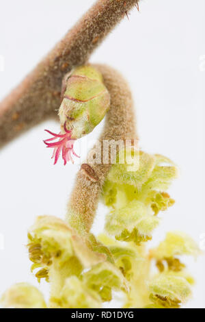 Il piccolo rosso fiori femminili del nocciolo, Corylus avellana, che sono visibili in primavera. Questi fiori untimately formano le nocciole. Nord Dors Foto Stock