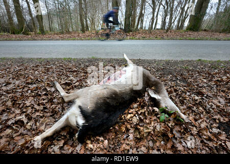 Roadkill caprioli dal lato di una strada. Foto Stock