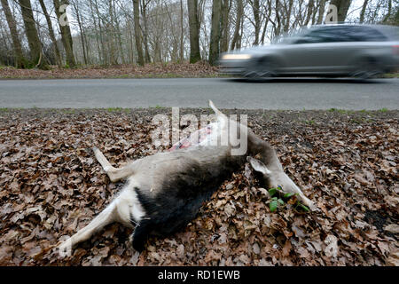 Roadkill caprioli dal lato di una strada. Foto Stock