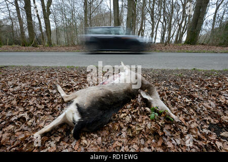 Roadkill caprioli dal lato di una strada. Foto Stock