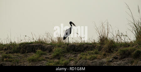 Silhouette di African open-fatturati stork - African openbill - Anastomus lamelligerus - dal fiume Chobe. Foto Stock