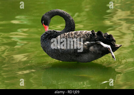 Ritratto di un cigno nero in piedi in un lago preening piume, Indonesia Foto Stock