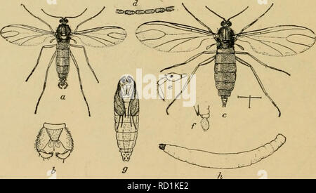 . Entomologia elementare. Entomologia. Fig. 356. Un nero mosca [Simuliiim venitsUitii) (quattro volte la dimensione naturale) (7, larva; b, pupa ; c, adulto. (Dopo l'Erba) nero-vola {Simuliidae). Un altro pest dagli amanti della montagna è il nero mosca, le femmine sono più sanguinari e spesso. Fig. 357. La capricciosa midge [Sciara tncoiistaiis), un fungo-gnat talvolta problemi- alcuni in serre. (Molto ingrandita una, maschio ; b, organi genitali della stessa ; c, femmina ; (/, ingrandita antenna segmenti della stessa; f, mascellare palpus della stessa ; /, punta di addome dello stesso dal lato ; g, pupa; h, lar'a. (Dopo Chittend Foto Stock