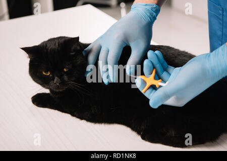 Vista ritagliata del veterinario i trasponditori gatto nero sul tavolo Foto Stock