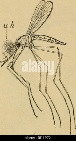 . Entomologia elementare. Entomologia. 44 entomologia elementare considerato probabilmente revisore)'. In zanzare maschio, e probabilmente in alcune altre forme, le antenne hanno una funzione uditiva che consente loro di trovare le femmine, come è dimostrato dalla loro vibrare in unisono con un tono prodotta da un diapason di passo uguale a quello realizzato dalla femmina con le sue ali. Fig. 53. ^I^zanzara maschio che mostra i peli uditivo {A/i) sulle antenne. (Dopo la Giordania e Kellogg). Si prega di notare che queste immagini vengono estratte dalla pagina sottoposta a scansione di immagini che possono essere state migliorate digitalmente per la leggibilità - colorati Foto Stock