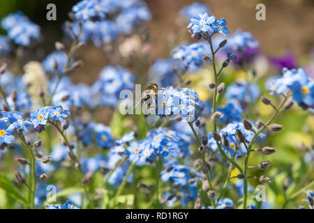 Un fly hoverfly su un piccolo fiore blu di dimenticare-me-non Foto Stock