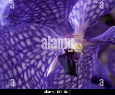 Arte ancora vita surrealista colore floreale immagine macro di una parte interna di un singolo isolato viola fioritura di orchidee Foto Stock