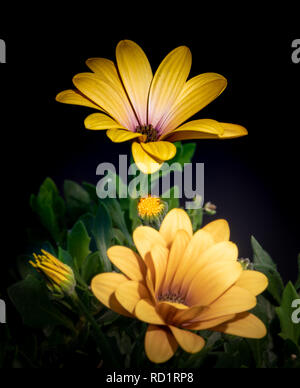 Arte vita ancora il colore dei fiori macro immagine di wide open giallo africana di cape daisy / marguerite blossoms con bud sul verde sfocata e la parte posteriore in nero Foto Stock