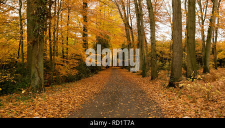 La strada attraverso una foresta di autunno, Enschede, Overijssel, Olanda Foto Stock