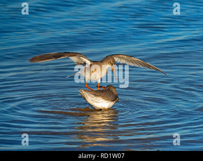 Redshanks Tringa totanus in tidal creek combattimenti Foto Stock