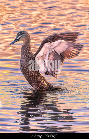 Ritratto di un pacifico Black Duck in un fiume, Australia Foto Stock