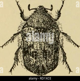 . Entomologia elementare. Entomologia. Fig. 217. Il rinoceronte beetle (Dimisies tityrus). (Dimensione naturale) (dopo Kellogg) scomodi nella camminata. Il più grande beede di questo paese è la RHI- noceros beetle {Dynastcs tityrus), che è di due pollici e mezzo lungo, verdastro-grigio con macchie nere e prende il nome dal gran corno sulla testa, che incontra un avvisatore acustico mediano estendentesi dalla prothorax. Essa si verifica nel sud e ovest e in W'est indie vi è una specie simili sei pollici di lunghezza. Le loro larve vivono nelle radici di alberi di decadimento. Un altra serie di specie sono noti come fiore-coleotteri, Foto Stock