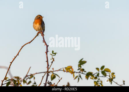 Un robin (erithacus rubecula) arroccato sulla cima di un ramo di spine nel tardo pomeriggio di sole. Foto Stock