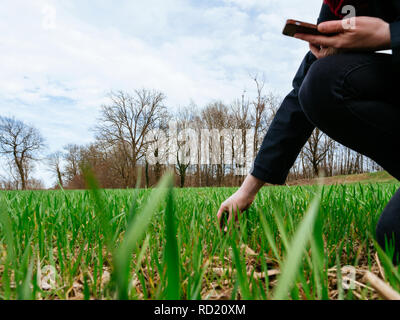 Biologo e agricoltore donna utilizzando professional dispositivo smartphone ispezionando la pianta di grano raccolto in un giorno di primavera Foto Stock