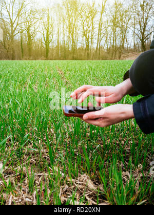 Biologo e agricoltore donna utilizzando professional dispositivo smartphone analizzando la crescita e la composizione del terreno della pianta di grano raccolto in un giorno di primavera la sunflare, flare Foto Stock