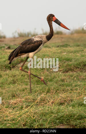 Il Saddlebill o sella-fatturati Stork (Ephippiorhynchus senegalensis) cresce fino a cinque metri di altezza ed è il più grande di cicogna. Sulle sponde del Chobe Foto Stock