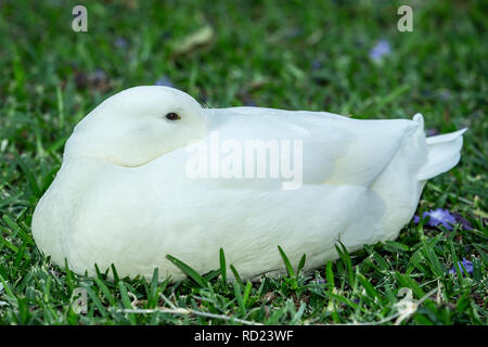 Un bianco domestico Pekin, Pekin o Long Island (d'anatra Anas platyrhynchos domesticus) seduto sul prato con la testa rivolta in piume. Foto Stock