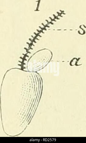 . De flora van Nederland. Piante. 508 - LYTHRACEAE. - FAMILIE 74.. Si prega di notare che queste immagini vengono estratte dalla pagina sottoposta a scansione di immagini che possono essere state migliorate digitalmente per la leggibilità - Colorazione e aspetto di queste illustrazioni potrebbero non perfettamente assomigliano al lavoro originale. Heukels, Hendrik, 1854-1936. Leiden : N. v. boekhandel en drukkerij voorheen D. J. Brill Foto Stock