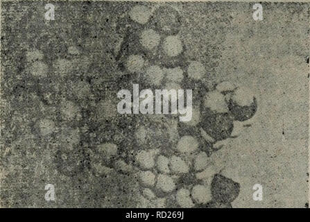 . La dai xie codolo dan bai yu dan bai ju tang jie gou gong neng egli dai xie. botanica. Å° H6 HI å¾22 ä'çé²ç³aeManal-6(M..nal-&GT;3) Uomo|8aeç¤ºae-è½¬è§ä'-ï¼0åW, (aeèªCarver, j.P. &Amp; Br "Su, J.-R., la struttura tridimensionale di N-legato Oligosascharides. in biologia dei carboidrati Vol. 2, 1984, Eds. Ginsburj. V. &AMP; Rohhins, P.W., John W ley New York) ae¨¡å¼è¡¨ç¤ºçN-è¿ae¥çå¯¡ç³çä"ç"'ç"aeçç"å¶ï¼é¦å ç¨ç"ae¶ç"aeè®¡ç®åºae¯ä'ä'ªå·±ç³çç"ae åå-çåae ï¼coordinates),ç¶åç¨å®éªaeµå¾ç0å"å¼è¿ae¥ç³åºï¼aeåï¼ä"è¿äºåae å¨è®¡ç®aeºä'äº§çç©ºé'å å®çä"ç"'ç"aeå¾è±¡ã ae ¹ae®è¿ç§è®¡ç®è·å¾çé"çé²ç³åãå¤aeååaeäº¤åçç©ºé'å å®çä"ç"'ç"ae Foto Stock