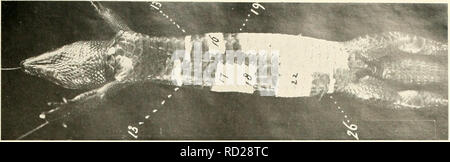 . De dermatomerie bij de hagedis (Lacerta viridis). Sistema nervoso; Lacerta viridis. . Si prega di notare che queste immagini vengono estratte dalla pagina sottoposta a scansione di immagini che possono essere state migliorate digitalmente per la leggibilità - Colorazione e aspetto di queste illustrazioni potrebbero non perfettamente assomigliano al lavoro originale. Trigt, H. van. [Rotterdam Paesi Bassi] : Bataafsch Genootschap der Proefondervindelijke Wijsbegeerte te Rotterdam Foto Stock
