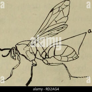 . Lezioni elementari in zoölogy : una guida per studiare la vita degli animali e la struttura in campo e in laboratorio. Zoologia. 70 insetti. dazi della colonia, la regina di continuare a deporre le uova e la colonia in rapida crescita in numeri. A metà estate una covata è prodotto di piccole femmine e maschi. La covata di autunno producono solo le femmine di grandi dimensioni (o Queens), e solo questi a sopravvivere all'inverno. Con la venuta di tempo freddo, tutti gli altri periranno. Uno studio della vita di una colonia spiega la scarsità di bombi in primavera ed estate. Considerata in connessione con la loro agenzia di fertilizzante per il rosso chiodo di garofano Foto Stock