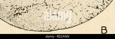 . Citologia, con speciale riferimento al nucleo metazoan. Le cellule. . Si prega di notare che queste immagini vengono estratte dalla pagina sottoposta a scansione di immagini che possono essere state migliorate digitalmente per la leggibilità - Colorazione e aspetto di queste illustrazioni potrebbero non perfettamente assomigliano al lavoro originale. Agar, Wilfred Eade, 1882-. Londra, Macmillan Foto Stock