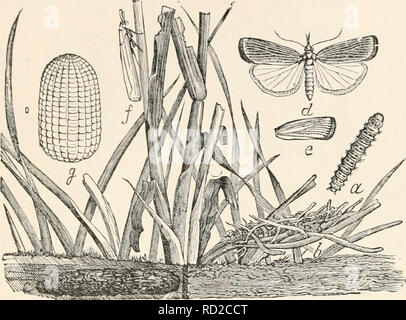 . Entomologia elementare. Gli insetti. 190 entomologia elementare. seta foderato di gallerie, distruggendo i pettini. Essi attacco debole colo- nies delle api, che si trovano spesso a distruggere, e sono uno dei peggiori nemici dell'apiario. La falena ha violacea tendente al marrone fore- ali e marrone o giallo sbiadito hind-ali. Il vicino-ali (Crambinae) sono così chiamati perché le loro ali sono avvolti strettamente su di loro quando a riposo. Essi sono chiamati anche muso- falene. Essi sono il piccolo marrone- FIG. 297. Una falena crambid (Crambus vulgivagellns] ^ll o Sllvery- un, larva; b, overground e c, metropolitana, tubo e cocoon; WHltCm Foto Stock