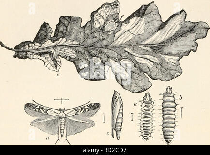 . Entomologia elementare. Gli insetti. 184 ENTOMOLOGIA ELEMENTARE MICROLKPIDOPTERA Il tineids (Tineidae) sono il nostro più piccolo tarme e può essere dis- tinguished dalla lunga e stretta, ali avente una ampia frangia di capelli particolarmente sulle zampe posteriori-ali, che sono spesso molto. FIG. 284. Una foglia tineid-minatore della Rovere (Lithocolletis kamadryadella) a, b, larva, piatta e forme rotonde ; c, pupa ; d, falena ; e, foglia di quercia che mostra le miniere, con bozzoli a/, /. (Dopo Comstock) stretto, con una frangia parecchie volte più ampia. Molte delle larve sono foglie-minatori, alimentazione tra le superfici delle foglie, in cui essi fuori del tunnel Foto Stock