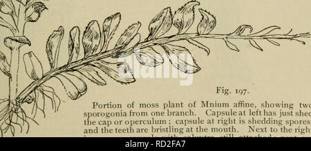 . Elementare di botanica. Botanica. la capsula, e in questa capsula sono a carico le spore. La capsula poi appartiene alla sporofito fase dell'impianto di MOSS, e dovremmo chiedere se l'intero impianto come lo vediamo qui è lo sporofito, o se una parte di essa viene gametofito. Se una parte di essa è gametofito e una parte sporofito, poi dove fa la una estremità e l'altra iniziare ? Se dobbiamo togliere le foglie alla fine del gambo frondoso, e fare un longisection nella linea mediana, dovremmo trovare che la levetta che porta la capsula è semplicemente bloccato nell'estremità del. Fig. 197. Porzione di piano di moss Foto Stock