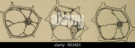 . Elementare di botanica. Botanica. I6 fisiologia. Se esaminiamo le fette troveremo che quelli in acqua rimangono, come in un primo momento, abbastanza rigida, mentre quelle in sale e zucchero le soluzioni sono più o meno flaccido o limp e saranno facilmente piegare di pres-. Fig. 17. Fig. 18. Fig. 19. Prima del trattamento con il sale dopo trattamento con sale di soluzione in soluzione di acqua. soluzione. nuovamente. Figg. 17-19.-osmosi nelle cellule del mais Indiano. sicuro tra le dita, i campioni in soluzione salina, forse, essendo più flaccida rispetto a quelli della soluzione di zucchero. La soluzione di sale, abbiamo giudice dopo la nostra experimen Foto Stock