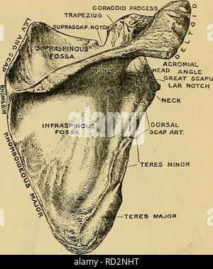 . Fisiologia elementare. Fisiologia; fisiologia. Lo scheletro e il suo Artiadations. 39 spina della scapola, che diventa più evidente man mano che si passa verso l'esterno e termina nel processo acromion di cui sopra, in cui la fine della clavicola è allegata. Al di sotto del processo acromion è il capo della scapola, che sostituisce l'angolo esterno del triangolo da una forma arrotondata o ellittica di forma - arti - ACROMION. cular (superficie glenoide della fossa) ricoperta di cartilagine, contro il quale la testa dell'omero^ o parte superiore del braccio- osso, si muove. La testa dell'omero ha una superficie sferica, anche rivestito wit Foto Stock