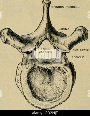 . Fisiologia elementare. Fisiologia; fisiologia. 20 Fisiologia elementare. un round di apertura, metà della quale è il contributo di ciascuna vertebra ; queste aperture sono chiamati i meati che si intervertebrale^ e servire a trasmettere i nervi spinali, una coppia dei quali si staccano il midollo spinale a ciascuna vertebra, così come i vasi sanguigni, che portano il sangue da e verso il midollo spinale ed i suoi accessori. Dal bivio di peduncoli e lamina, due processi, chiamato i processi trasversali, derivano, come mostrato in figura. Il processo spinoso. Processo RANSVERSE ^SUP AR7IC.processo peduncolo Fig. 8.-decimo vertebr dorsale Foto Stock
